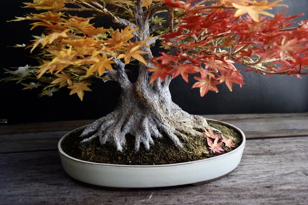 44 もみじ Maple 枫 | クラフト盆栽美術館 Artcraft Bonsai