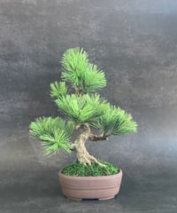 #101 松　模様木（鉢変更）25cm