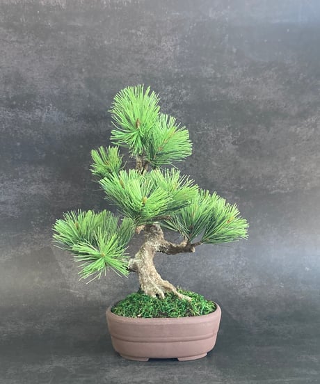 作品一覧ITEM | クラフト盆栽美術館 Artcraft Bonsai