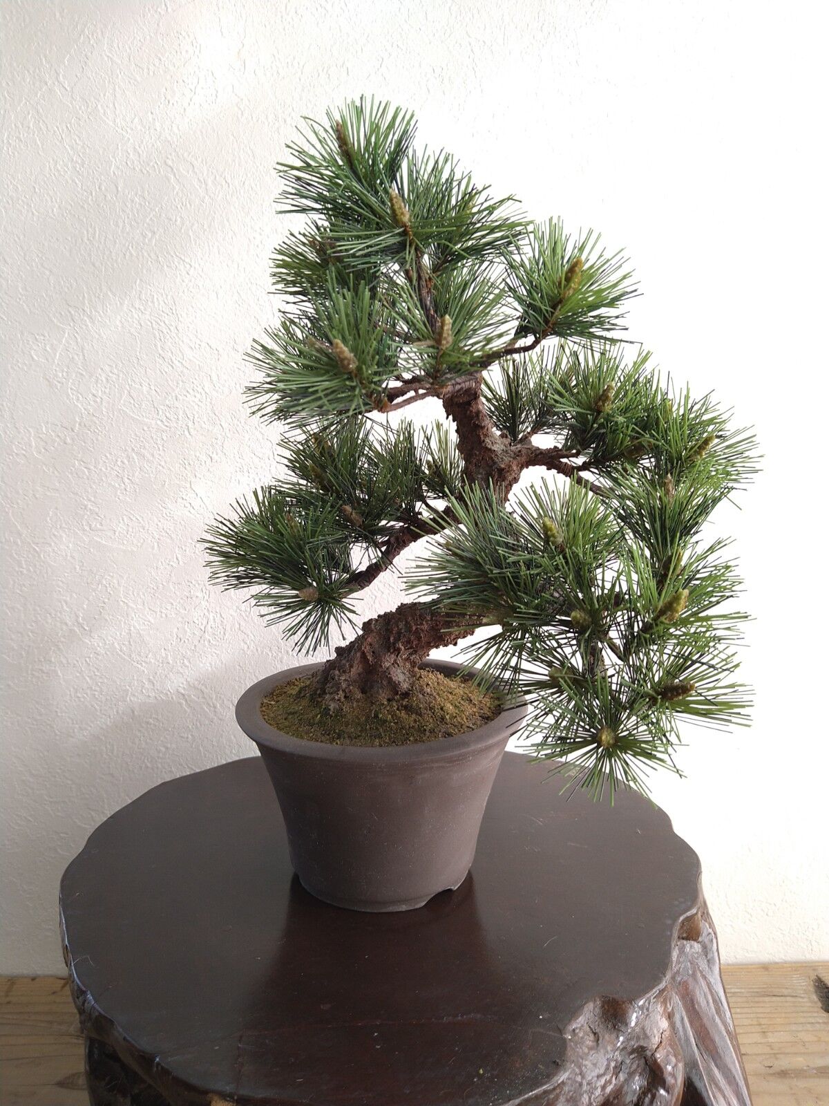 28 黒松 | クラフト盆栽美術館 Artcraft Bonsai