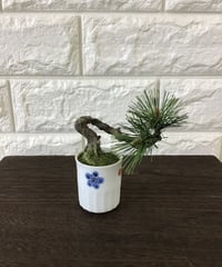 47 黒松盆栽 石付き | クラフト盆栽美術館 Artcraft Bonsai