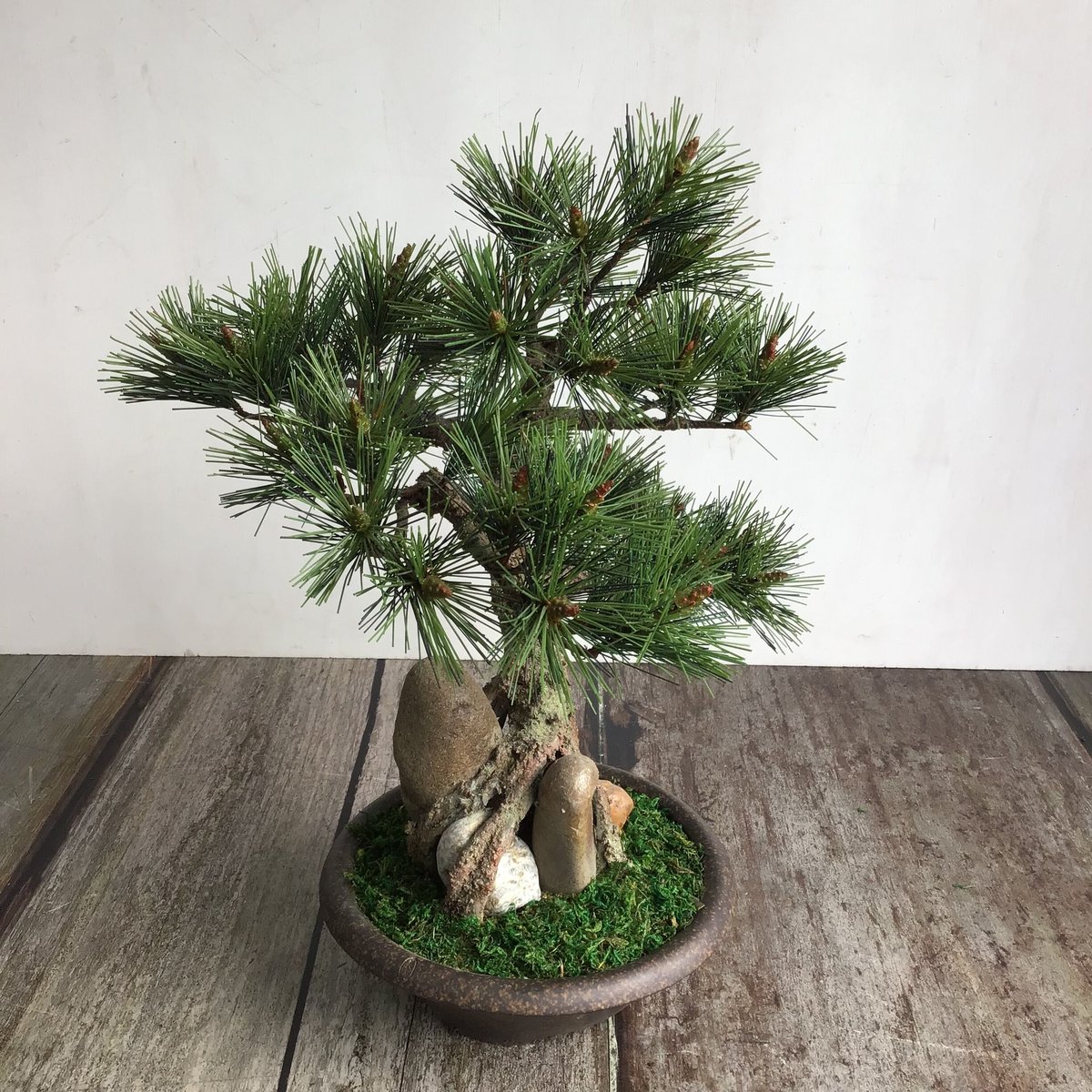 47 黒松盆栽 石付き | クラフト盆栽美術館 Artcraft Bonsai