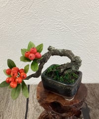 #53 ピラカンサPyracantha　黒い鉢Black Pot（青木桃子）