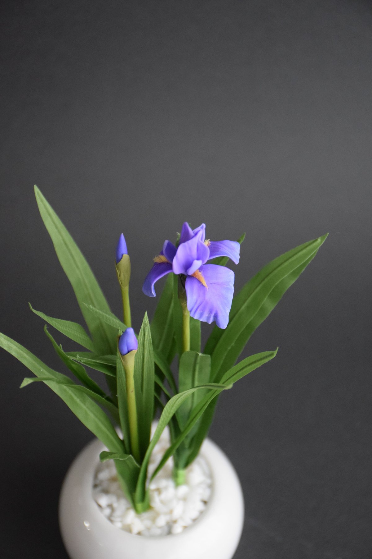 菖蒲（青木桃子） | クラフト盆栽美術館 Artcraft Bonsai