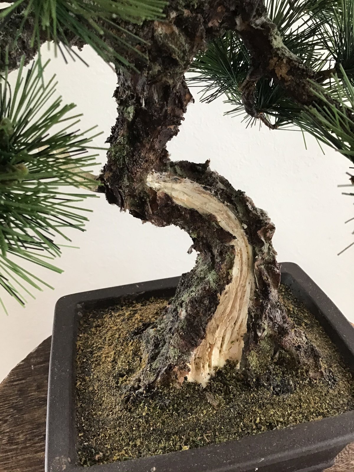 16 松 模様木 | クラフト盆栽美術館 Artcraft Bonsai
