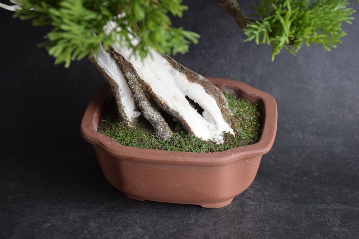 真柏（松高京美） | クラフト盆栽美術館 Artcraft Bonsai