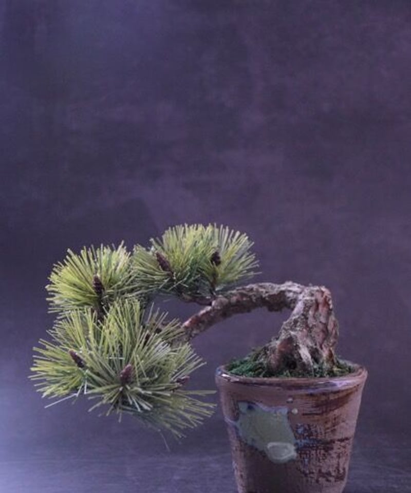 41 松 半懸崖 | クラフト盆栽美術館 Artcraft Bonsai