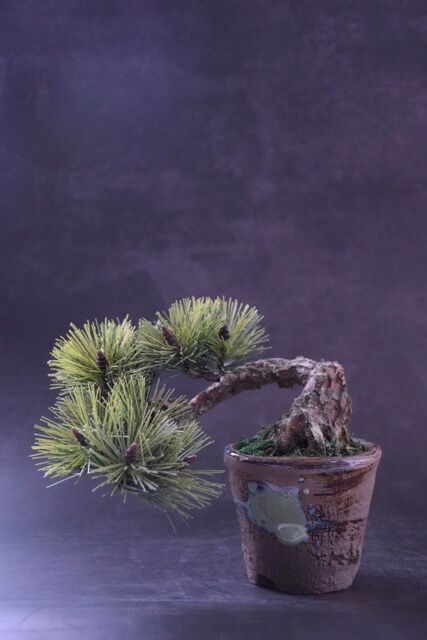 41 松 半懸崖 | クラフト盆栽美術館 Artcraft Bonsai