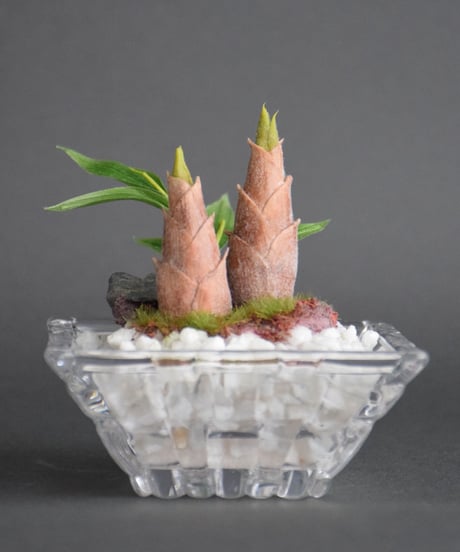 たけのこ（Bamboo Shoots)（青木桃子）