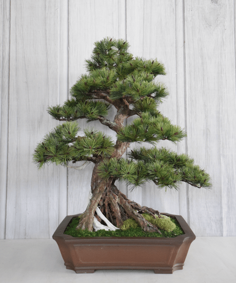 CATEGORY 松柏 | クラフト盆栽美術館 Artcraft Bonsai