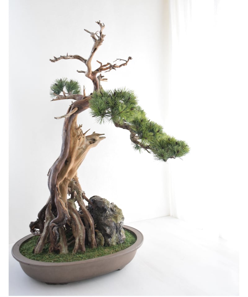 37 古木を使った松 | クラフト盆栽美術館 Artcraft Bonsai
