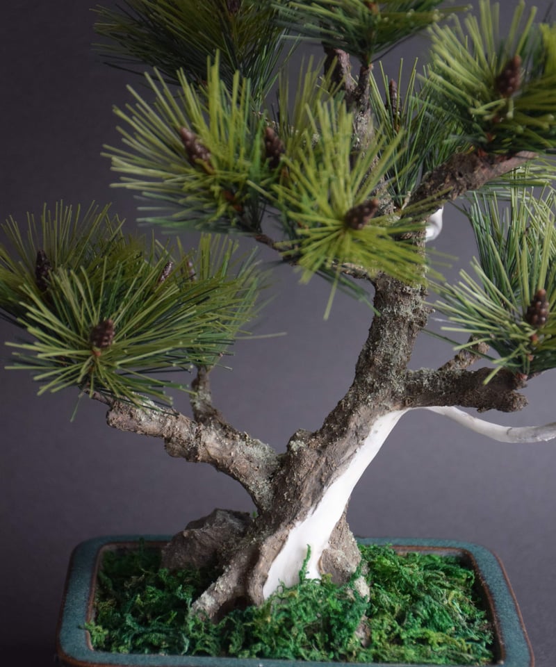 【特価】五葉松　盆栽　ジンシャリ❗️ 特価】五葉松 盆栽 ジンシャリ❗️ 【公式通販】