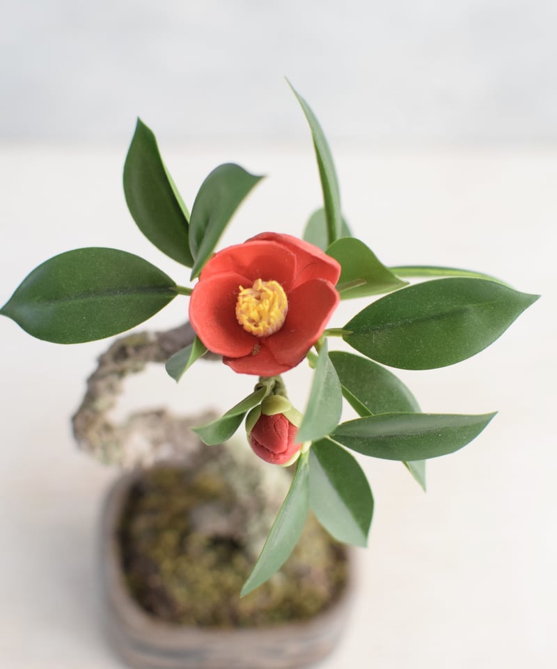 8 ツバキ | クラフト盆栽美術館 Artcraft Bonsai 8 ツバキ | クラフト盆栽美術館 Artcraft Bonsai