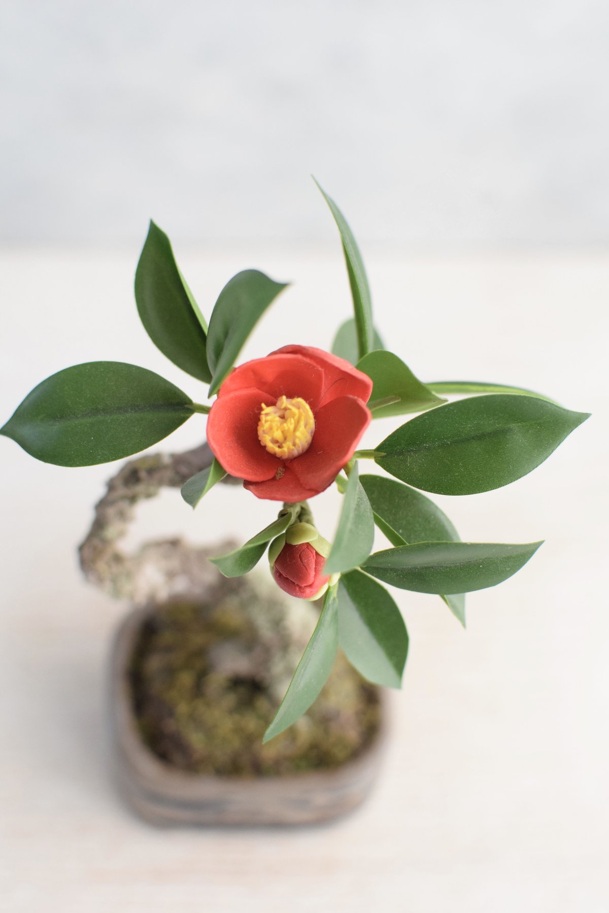 8 ツバキ | クラフト盆栽美術館 Artcraft Bonsai 8 ツバキ | クラフト盆栽美術館 Artcraft Bonsai
