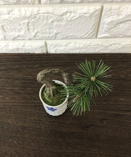 #15 小品盆栽　松　鉢変更