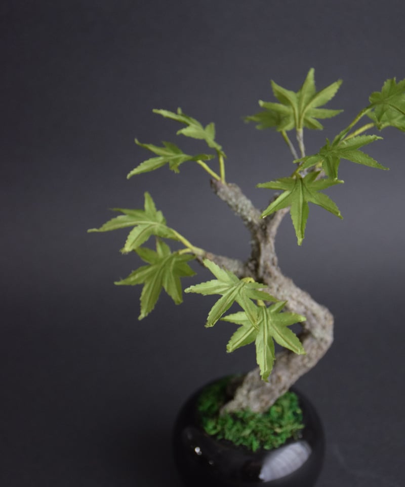 青モミジ | クラフト盆栽美術館 Artcraft Bonsai