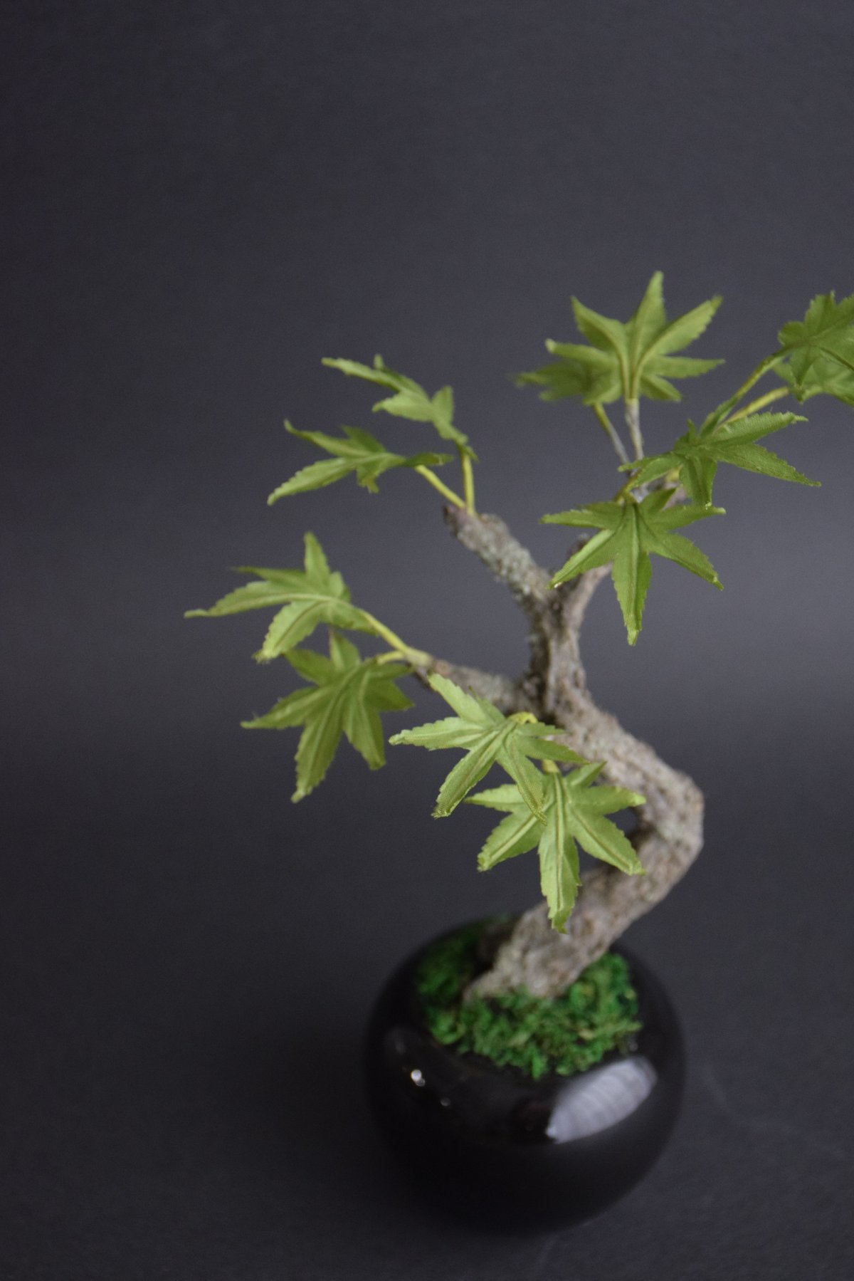 青モミジ | クラフト盆栽美術館 Artcraft Bonsai