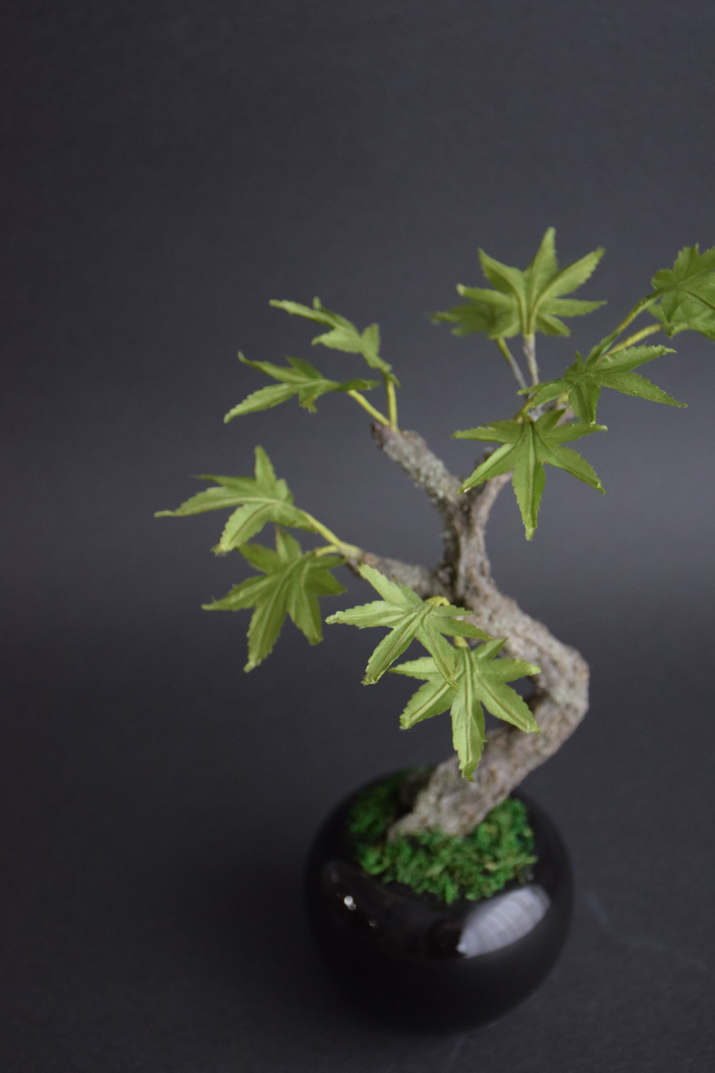 青モミジ | クラフト盆栽美術館 Artcraft Bonsai