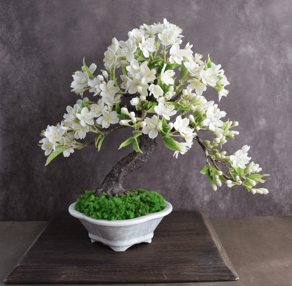 83 大島桜（青木桃子） | クラフト盆栽美術館 Artcraft Bonsai