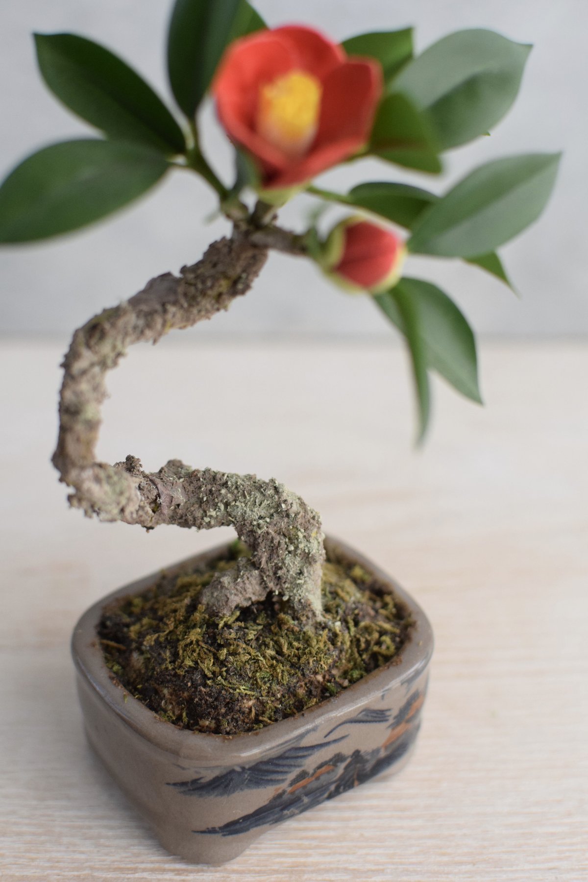 8 ツバキ | クラフト盆栽美術館 Artcraft Bonsai