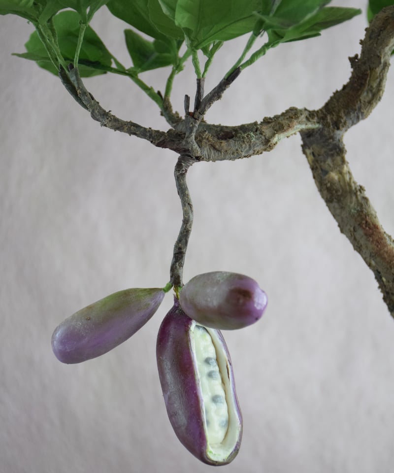 7 あけび | クラフト盆栽美術館 Artcraft Bonsai