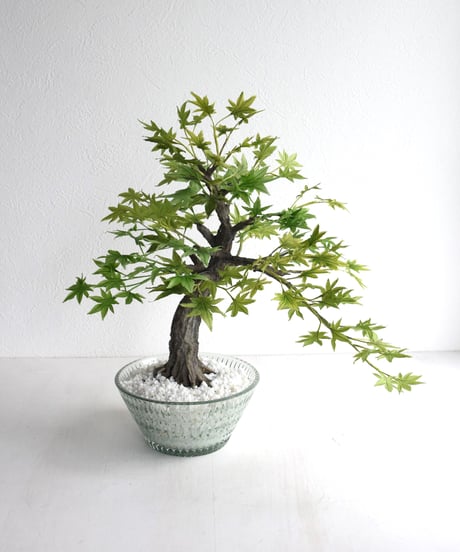 青モミジ（クリスタル）（青木悦子）