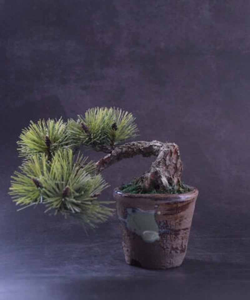 41 松 半懸崖（青木悦子） | クラフト盆栽美術館 Artcraft Bonsai