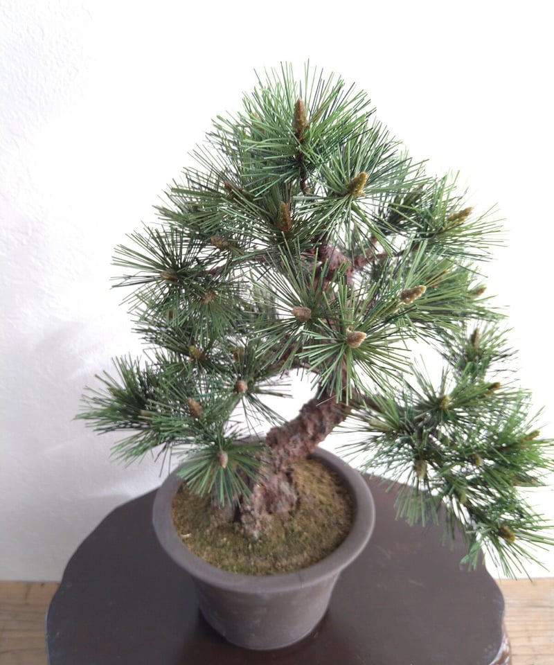 28 黒松 | クラフト盆栽美術館 Artcraft Bonsai
