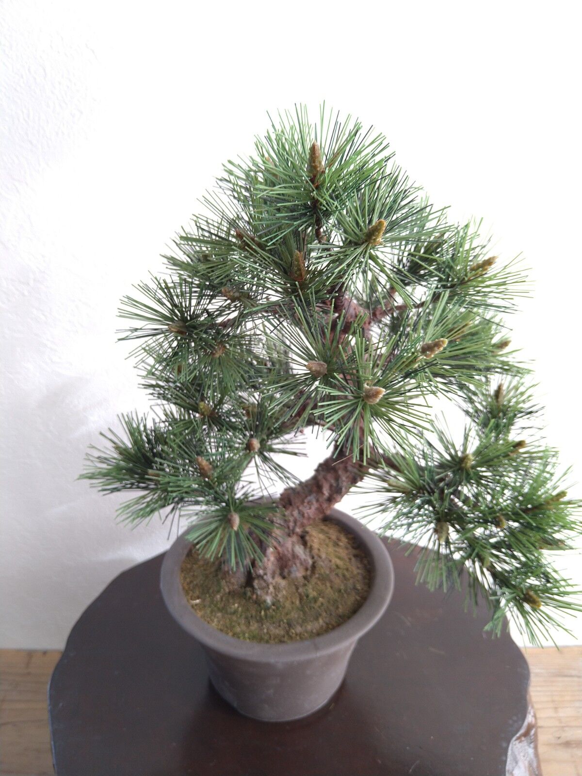 28 黒松 | クラフト盆栽美術館 Artcraft Bonsai