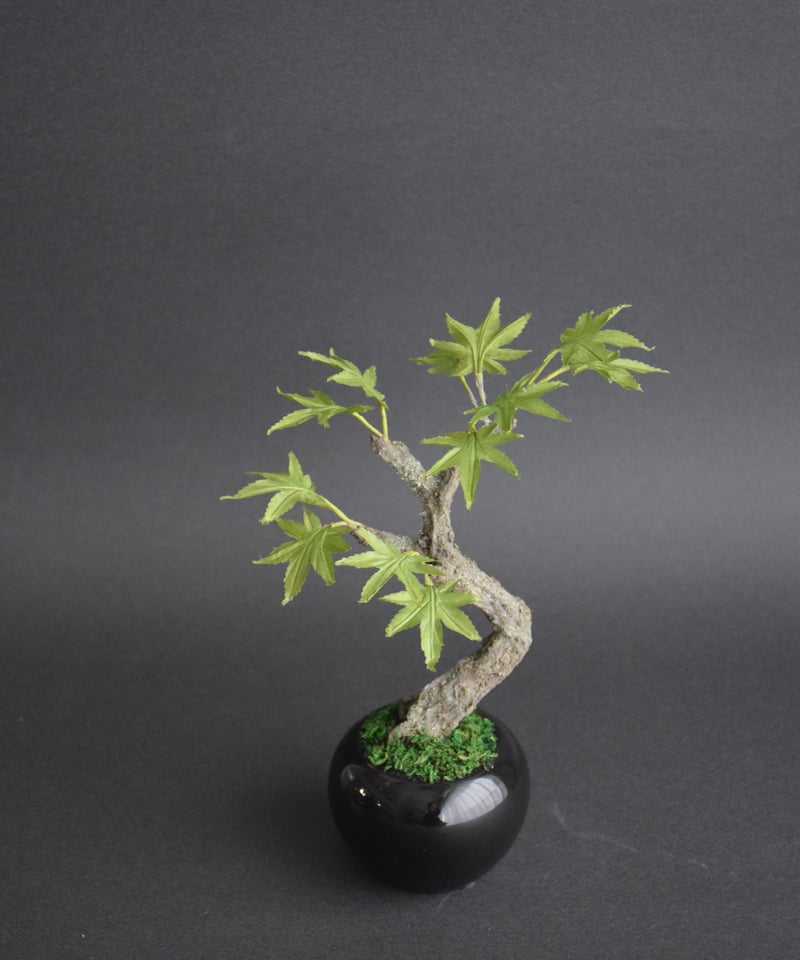 青モミジ | クラフト盆栽美術館 Artcraft Bonsai