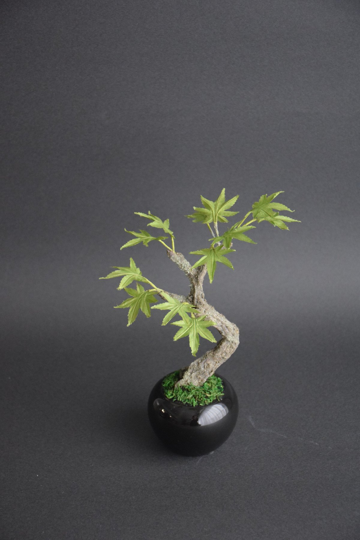 青モミジ | クラフト盆栽美術館 Artcraft Bonsai
