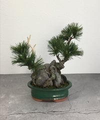 石付き松 47 松盆栽 石付き（青木悦子） | クラフト盆栽美術館 Artcraft Bonsai