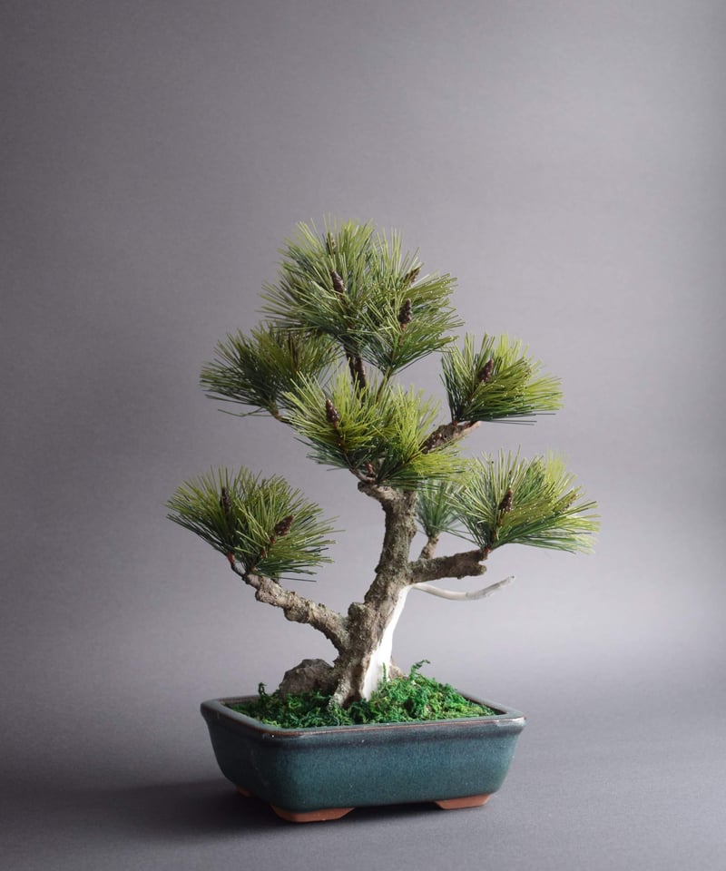 松 ジンシャリ（鉢変更） | クラフト盆栽美術館 Artcraft Bonsai
