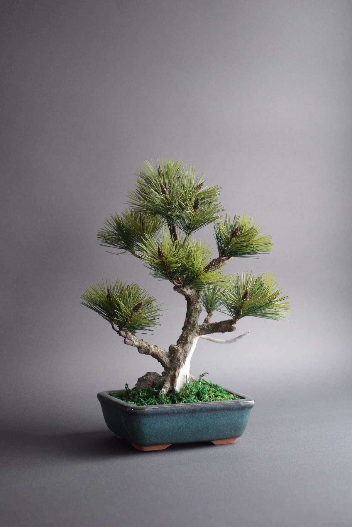 【特価】五葉松　盆栽　ジンシャリ❗️ 松 ジンシャリ（鉢変更） | クラフト盆栽美術館 Artcraft Bonsai