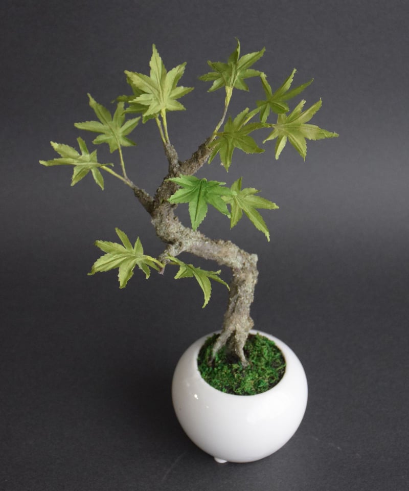 青モミジ | クラフト盆栽美術館 Artcraft Bonsai