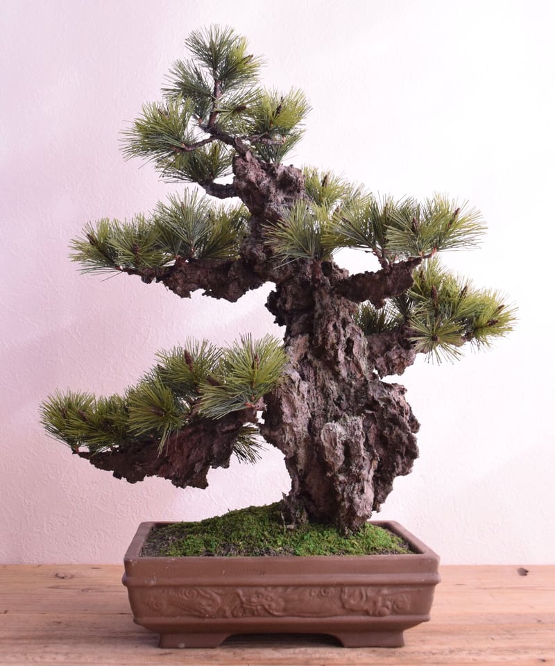 29 錦松 | クラフト盆栽美術館 Artcraft Bonsai