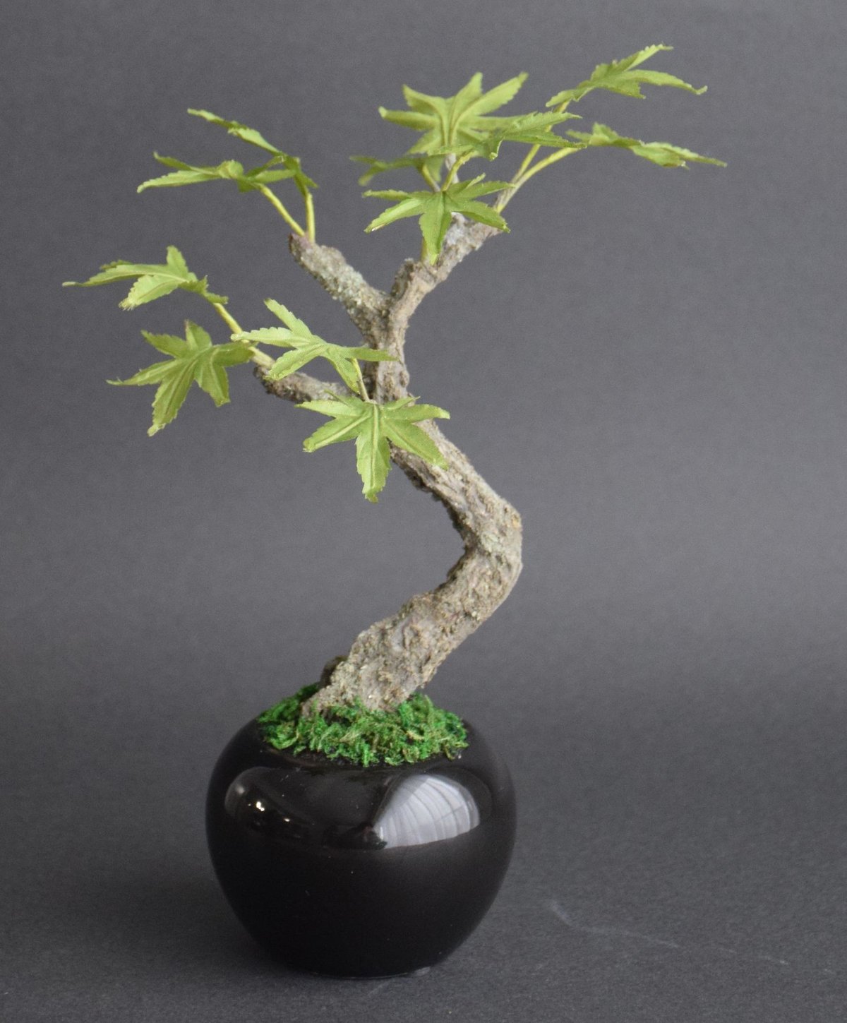 青モミジ | クラフト盆栽美術館 Artcraft Bonsai
