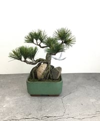 松　石付き　長角鉢（青木悦子）
