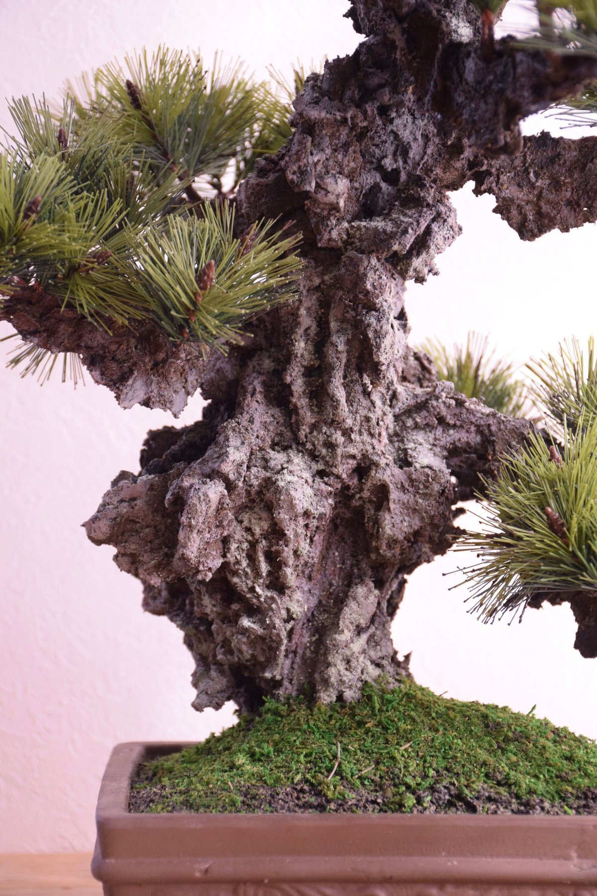 29 錦松 | クラフト盆栽美術館 Artcraft Bonsai 29 錦松 | クラフト盆栽美術館 Artcraft Bonsai
