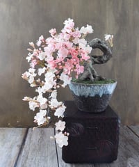 ＃35 桜（松高京美）