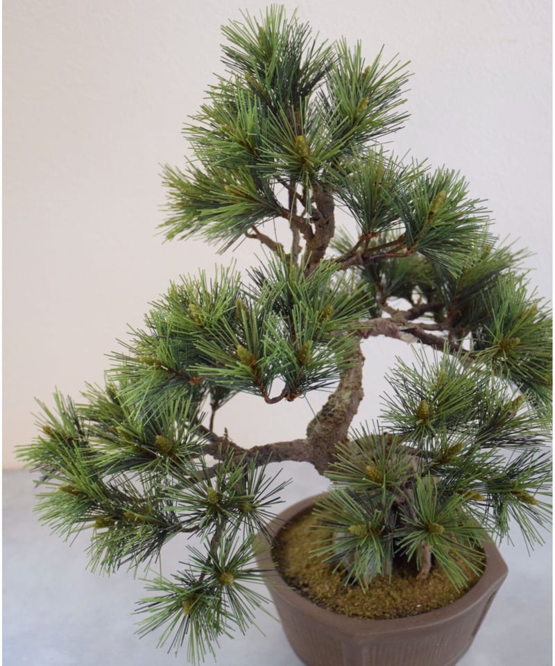 24 松 石付き | クラフト盆栽美術館 Artcraft Bonsai