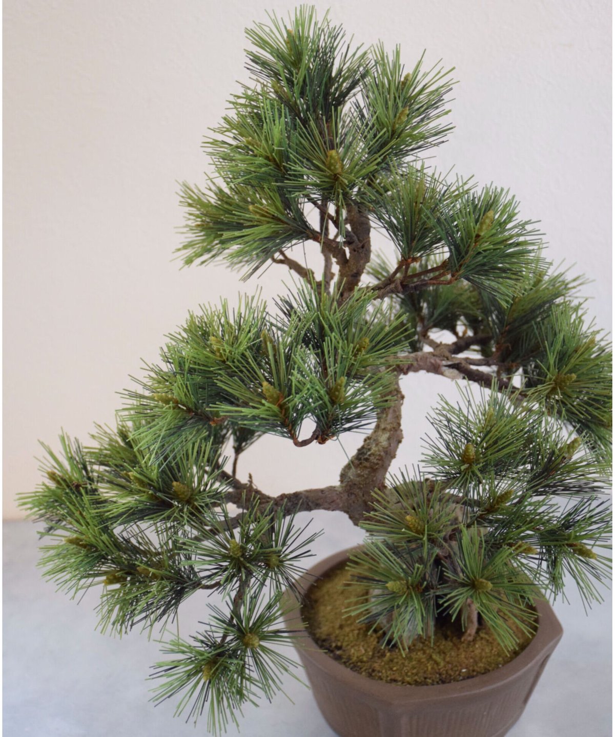 石付き松 24 松 石付き | クラフト盆栽美術館 Artcraft Bonsai
