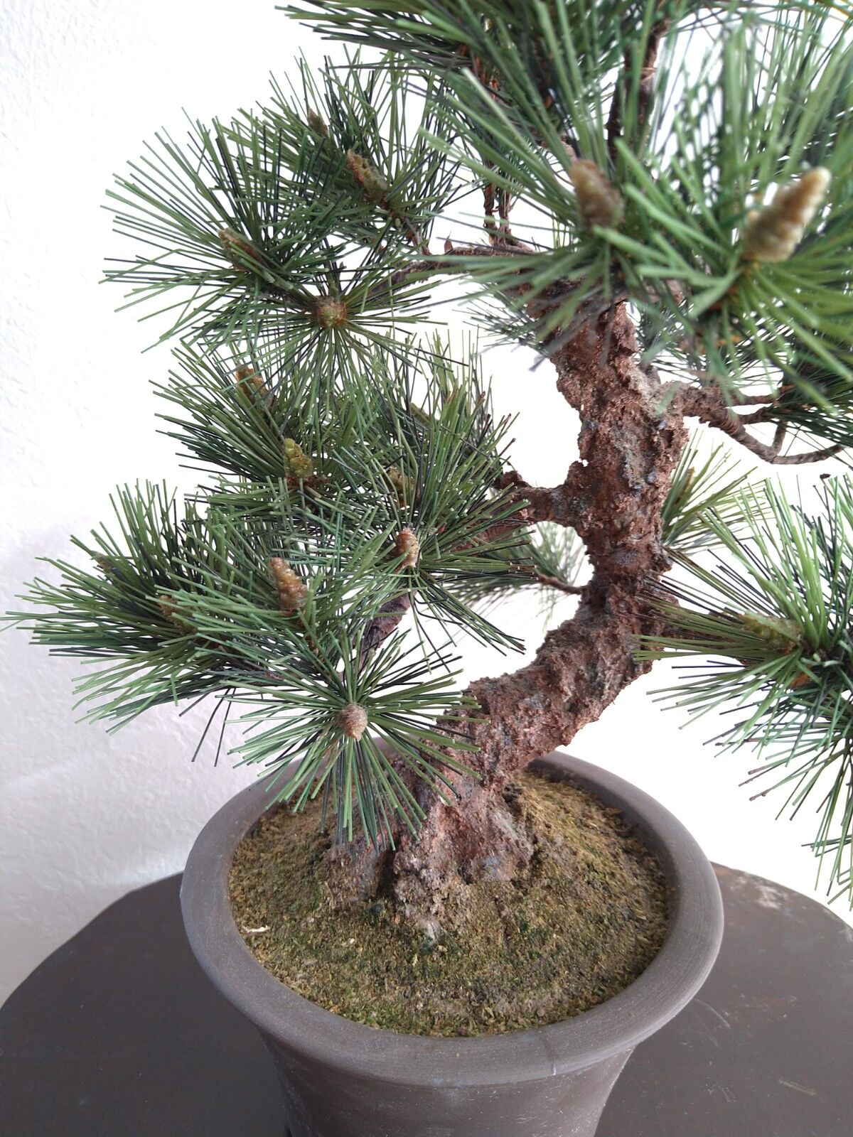 文*作様 黒松 小品盆栽 文*作様 黒松 小品盆栽 小品盆栽 黒松 no.288 その他インテリア