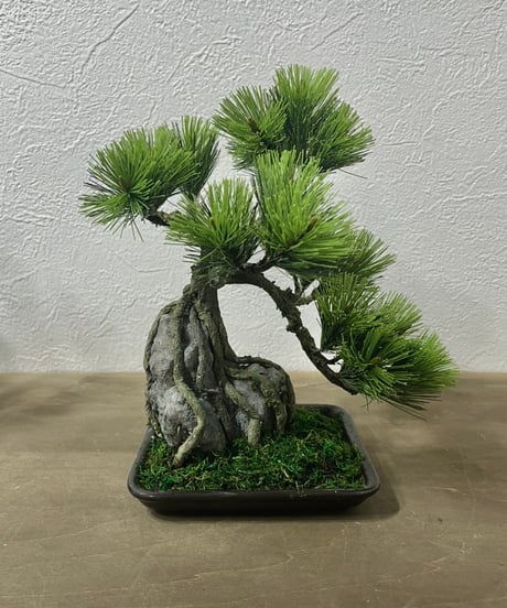 クラフト盆栽美術館 Artcraft Bonsai