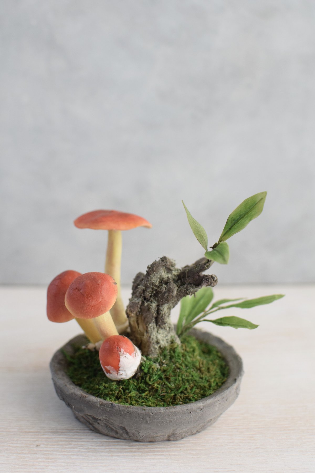 11 タマゴタケ | クラフト盆栽美術館 Artcraft Bonsai