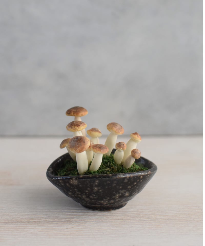 10 しめじ | クラフト盆栽美術館 Artcraft Bonsai