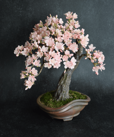 ＃84　桜（青木桃子）