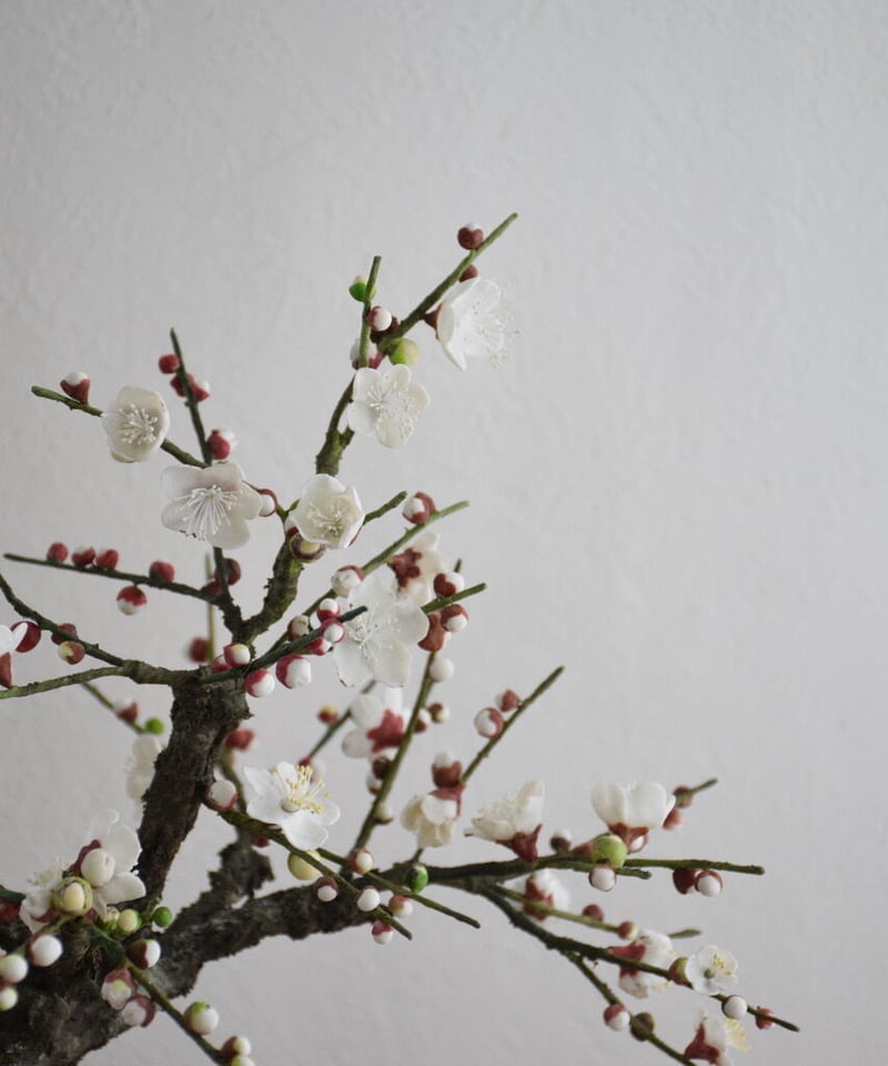36 紅白梅 | クラフト盆栽美術館 Artcraft Bonsai