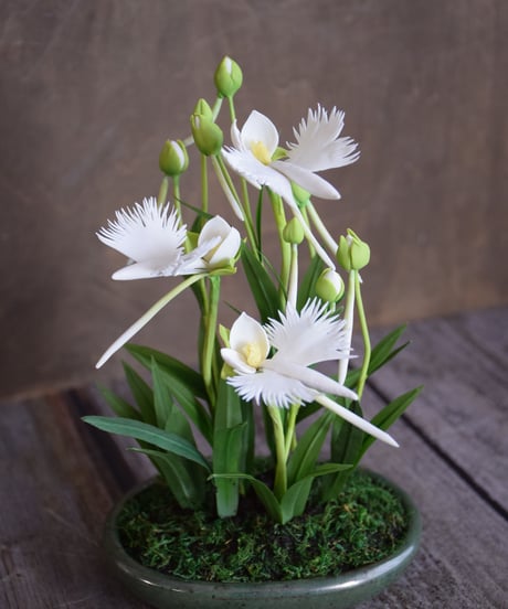 #6 サギソウ