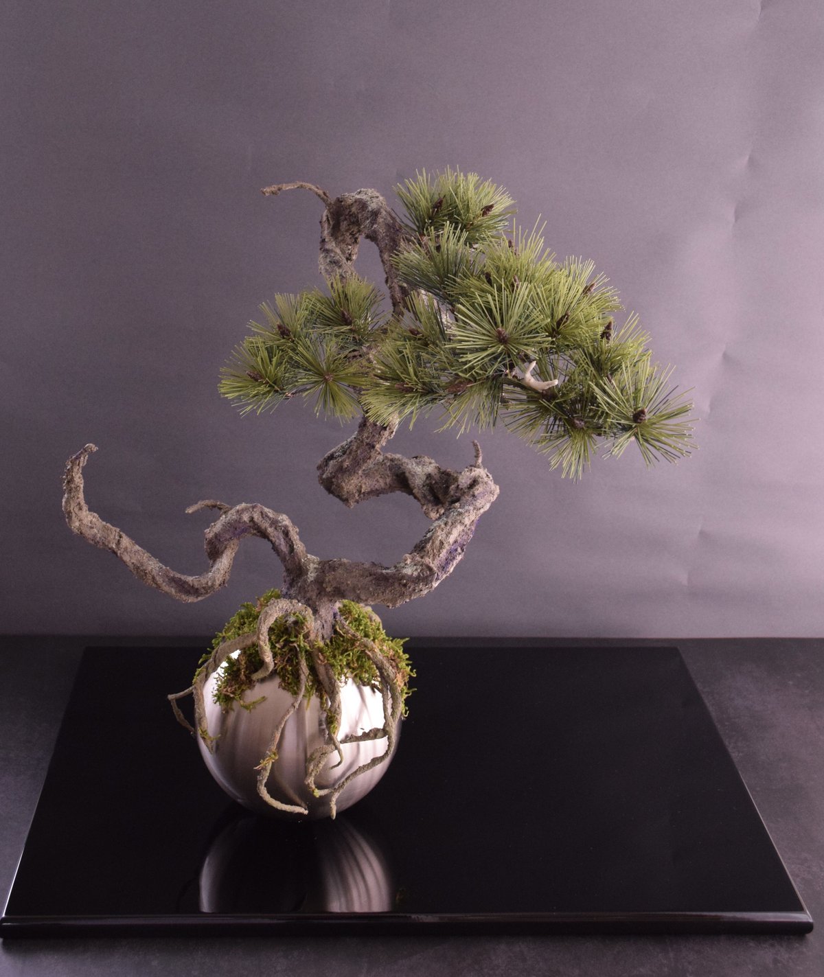 30 黒松 〜竜〜 盆栽素材 黒松旭龍-1